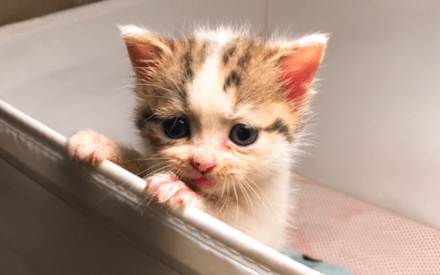 贵州有一只流浪猫,被收养后,成为狸猫警长(图1)