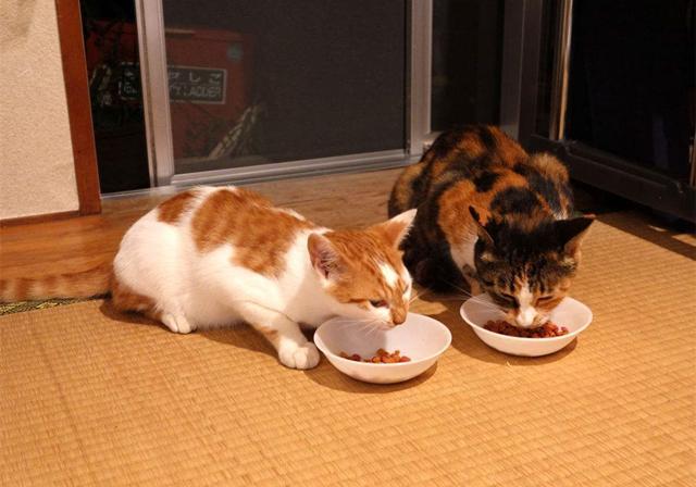 猫粮品牌需要经常换吗?经常换猫粮猫咪会不会不习惯?(图1)