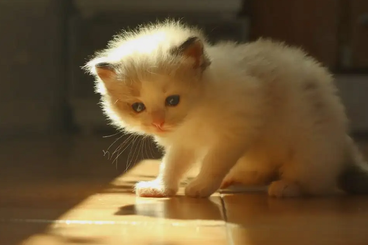 猫咪之间可以近亲配种么?近亲配种会有遗传病吗?(图1)