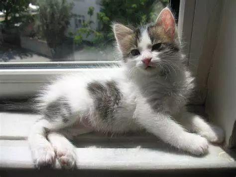 猫咪的血统越纯是不是遗传病的发病率就高?(图1)