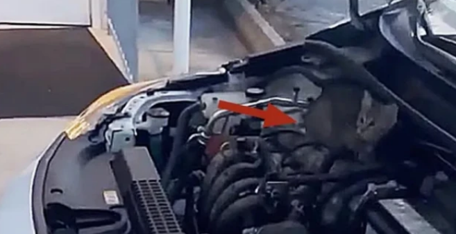 流浪小猫差点命丧车轮下,幸好车主听到异响,在启动前干了这事(图2)