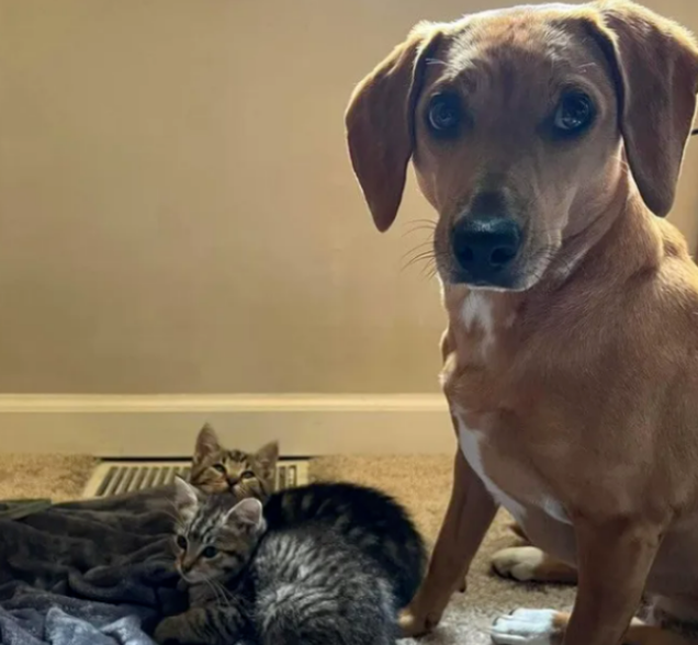 流浪小猫差点命丧车轮下,幸好车主听到异响,在启动前干了这事(图3)