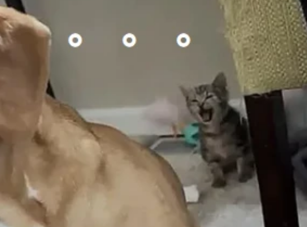 流浪小猫差点命丧车轮下,幸好车主听到异响,在启动前干了这事(图4)