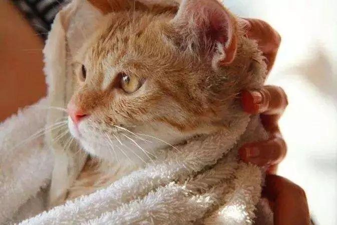 猫咪洗澡的正确方式,清洗到吹干的六点细节步骤才是重点(图4)