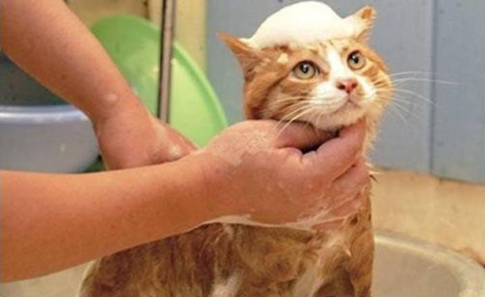 猫咪洗澡的正确方式,清洗到吹干的六点细节步骤才是重点(图7)