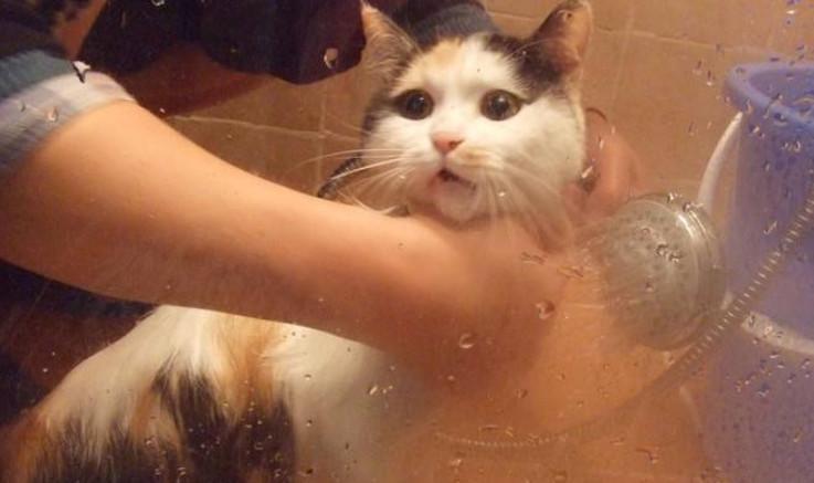 猫咪洗澡的正确方式,清洗到吹干的六点细节步骤才是重点(图8)
