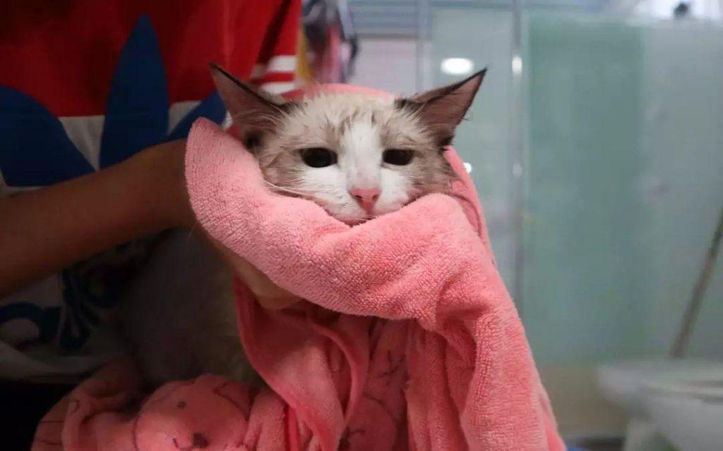 猫咪洗澡的正确方式,清洗到吹干的六点细节步骤才是重点(图10)