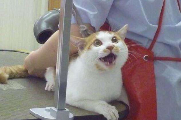 猫咪洗澡的正确方式,清洗到吹干的六点细节步骤才是重点(图11)