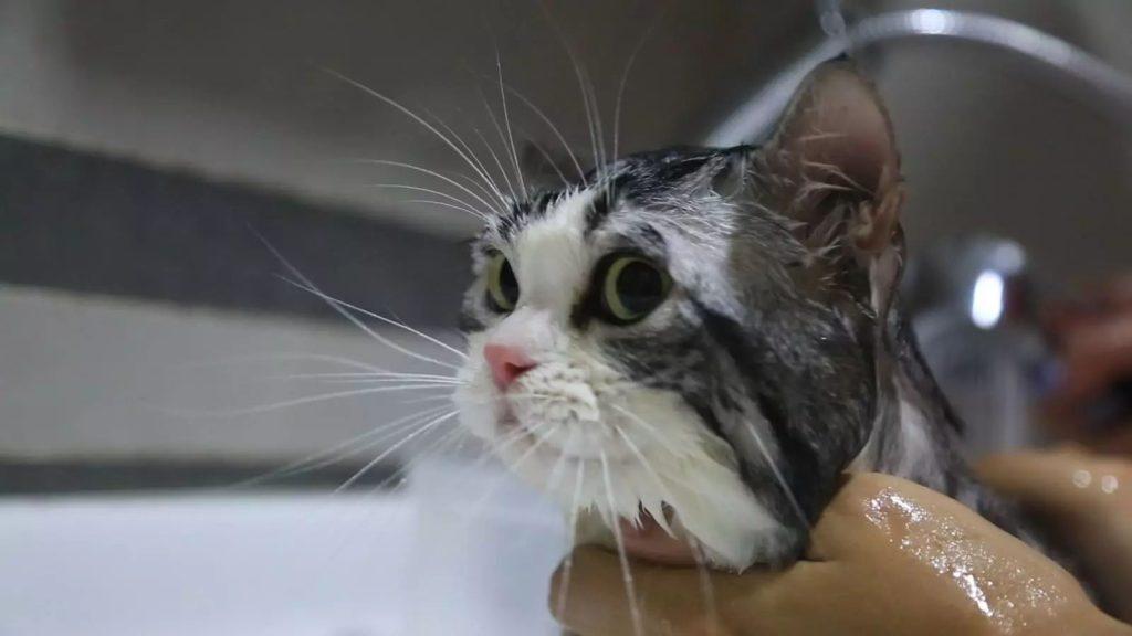 猫咪洗澡的正确方式,清洗到吹干的六点细节步骤才是重点(图12)
