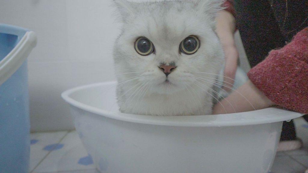 猫咪洗澡的正确方式,清洗到吹干的六点细节步骤才是重点(图13)