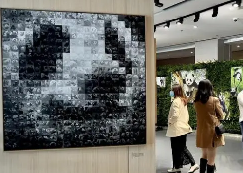 成都国际摄影周丨“国际蓉”的熊猫表达:这是拍得最美的大熊猫(图2)