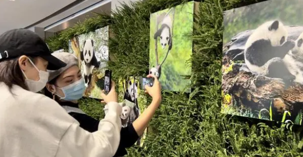 成都国际摄影周丨“国际蓉”的熊猫表达:这是拍得最美的大熊猫(图1)