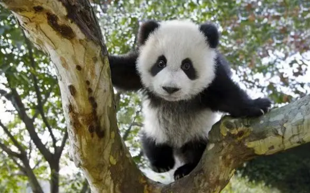 成都国际摄影周丨“国际蓉”的熊猫表达:这是拍得最美的大熊猫(图3)