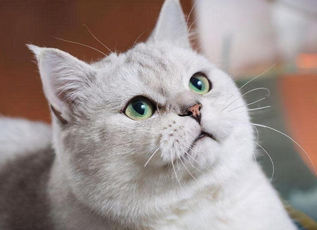 猫咪也会感染上跳蚤的,不用驱虫药,用这几个办法,也能给猫咪体外驱虫(图1)