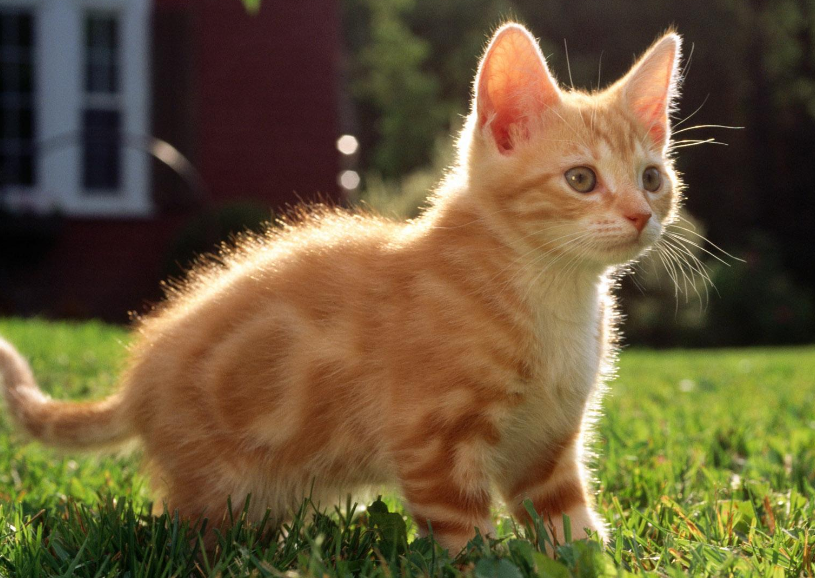 猫咪也会感染上跳蚤的,不用驱虫药,用这几个办法,也能给猫咪体外驱虫(图2)