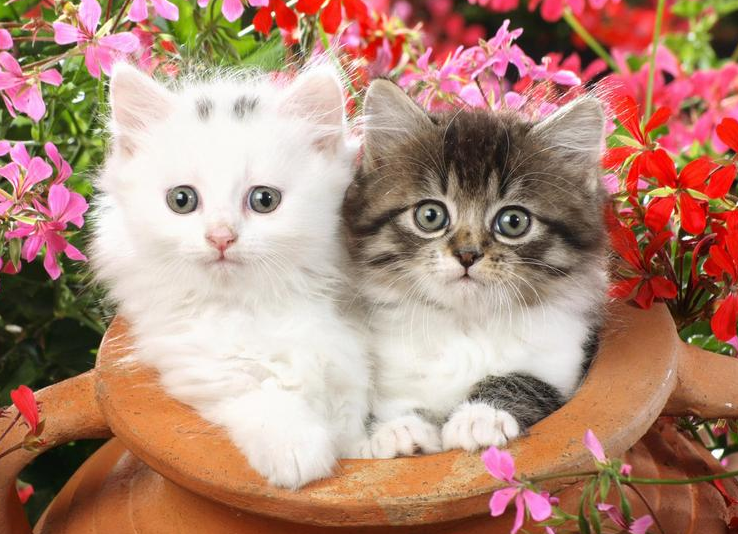 猫咪也会感染上跳蚤的,不用驱虫药,用这几个办法,也能给猫咪体外驱虫(图4)