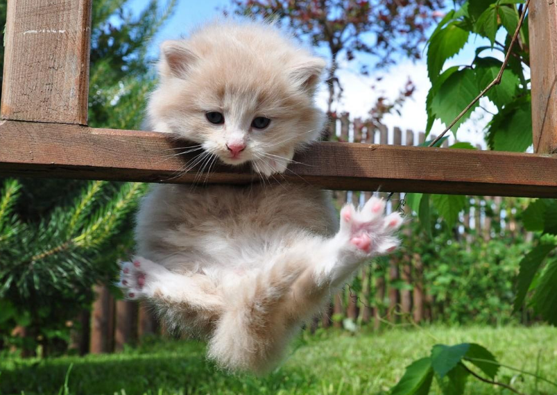 猫咪也会感染上跳蚤的,不用驱虫药,用这几个办法,也能给猫咪体外驱虫(图5)