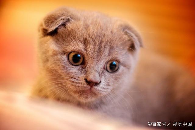 解析折耳猫的来历及糊涂的治疗方法(图1)