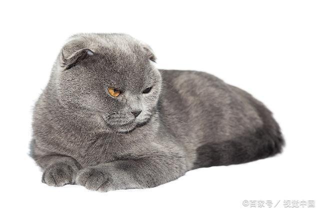 解析折耳猫的来历及糊涂的治疗方法(图2)