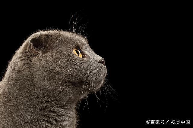 解析折耳猫的来历及糊涂的治疗方法(图3)