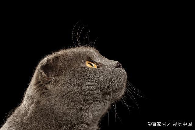 解析折耳猫的来历及糊涂的治疗方法(图4)