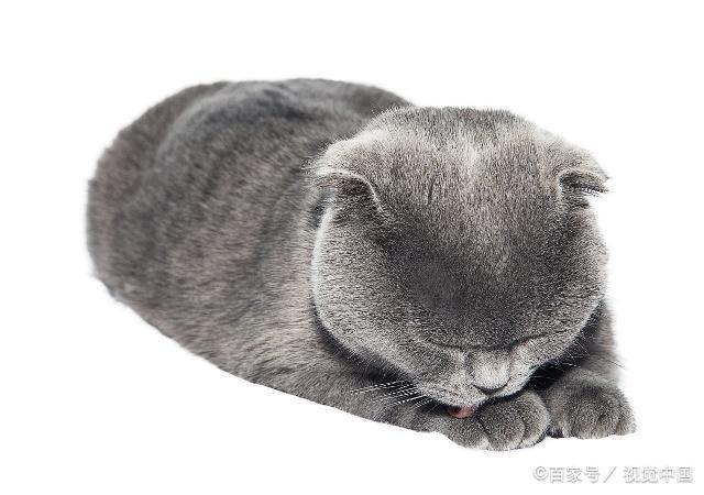 解析折耳猫的来历及糊涂的治疗方法(图6)