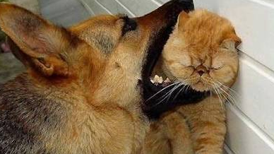 猫咪从门缝中伸出可爱的肉垫,铲屎官忍不住按下去,结果中计谋了(图2)