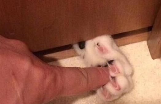 猫咪从门缝中伸出可爱的肉垫,铲屎官忍不住按下去,结果中计谋了(图1)