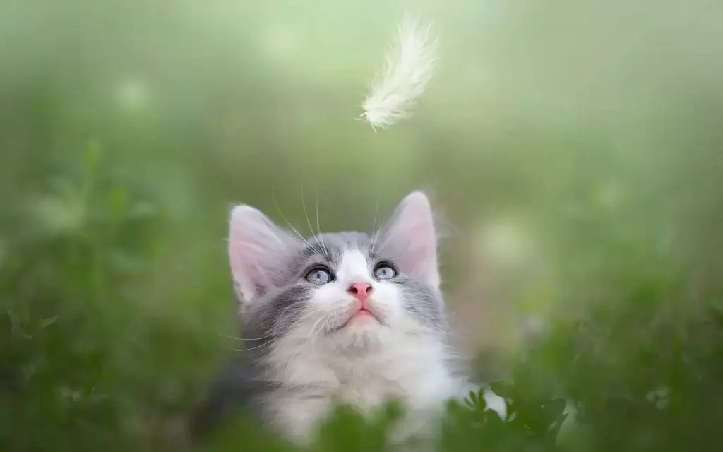 铲屎官要细心观察,猫咪有这五种表现,多半是生病了,别不当回事(图2)