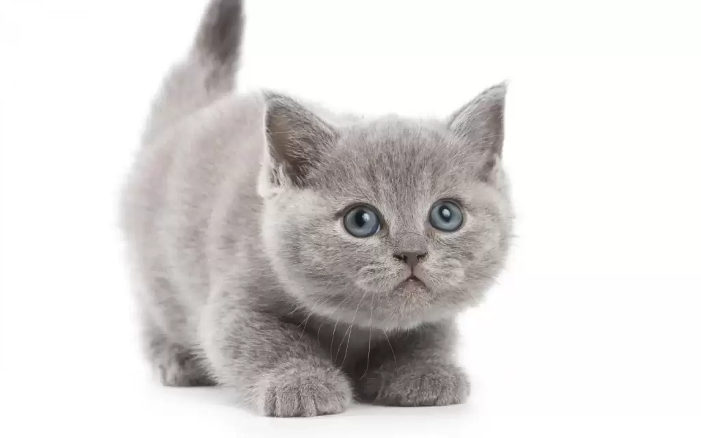 铲屎官要细心观察,猫咪有这五种表现,多半是生病了,别不当回事(图4)