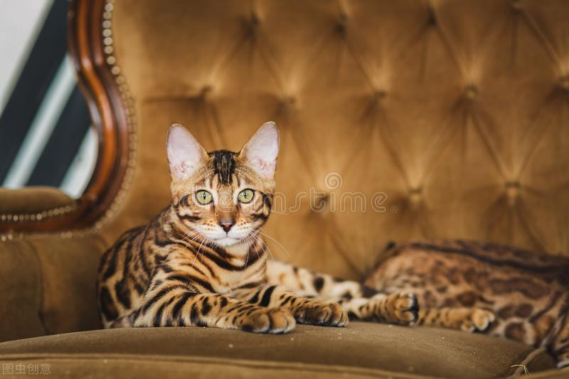 猫咪的脚受伤了怎么办?了解伤口情况,轻微可在家做好清洁和护理(图2)