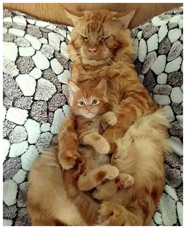 社会橘猫老来得子,父子画风奇特,网友:怕了,不敢撸(图2)