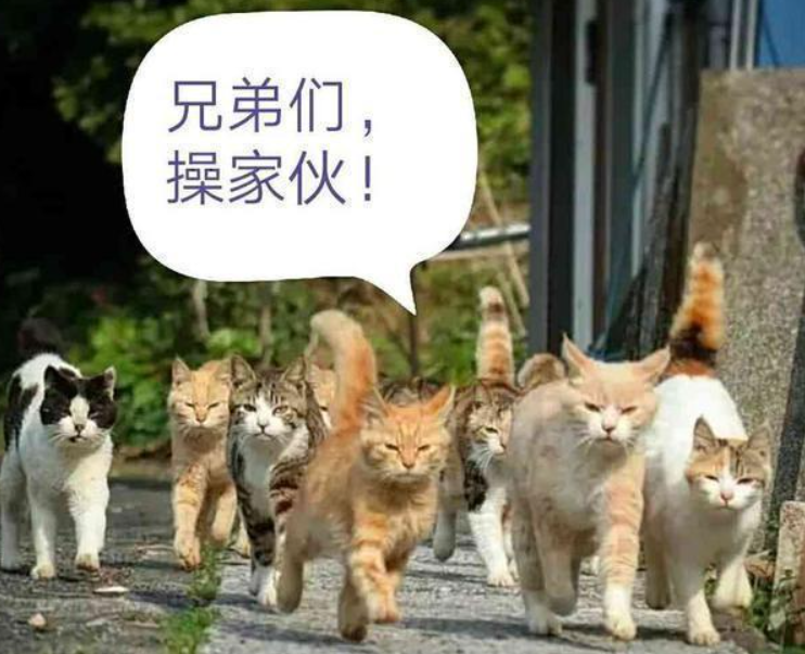 社会橘猫老来得子,父子画风奇特,网友:怕了,不敢撸(图1)