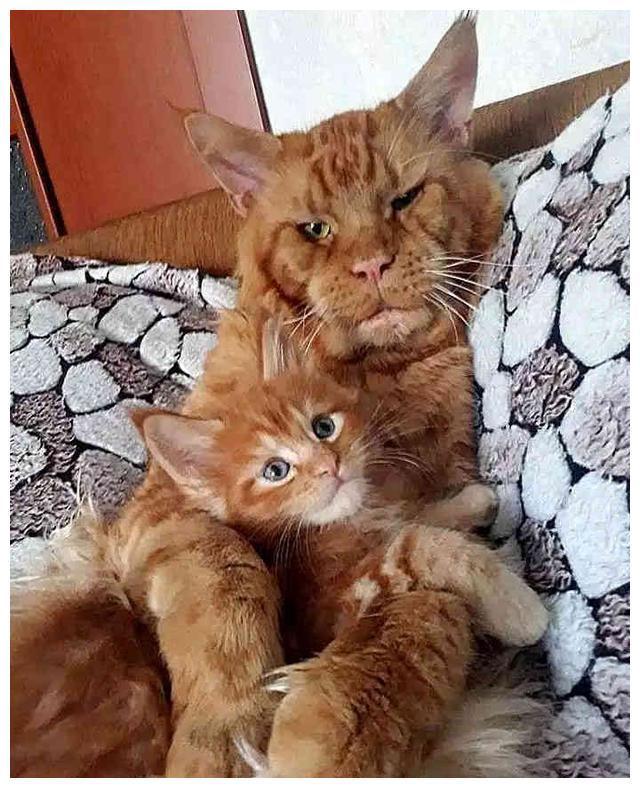 社会橘猫老来得子,父子画风奇特,网友:怕了,不敢撸(图3)