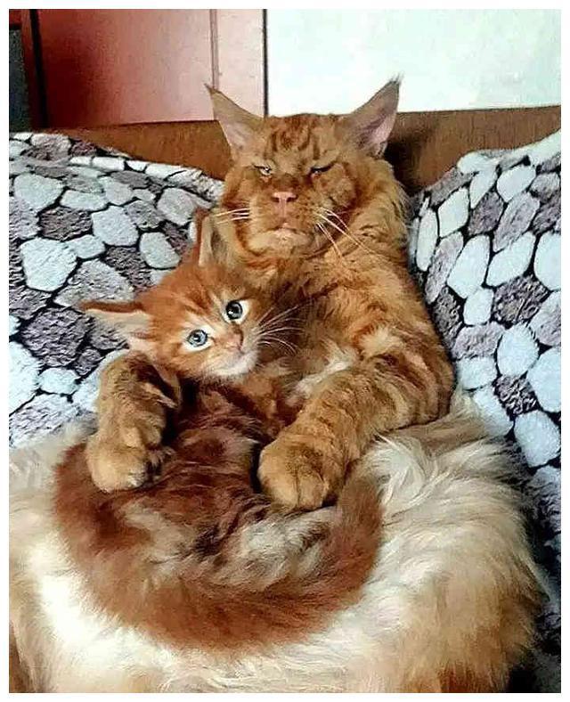 社会橘猫老来得子,父子画风奇特,网友:怕了,不敢撸(图5)