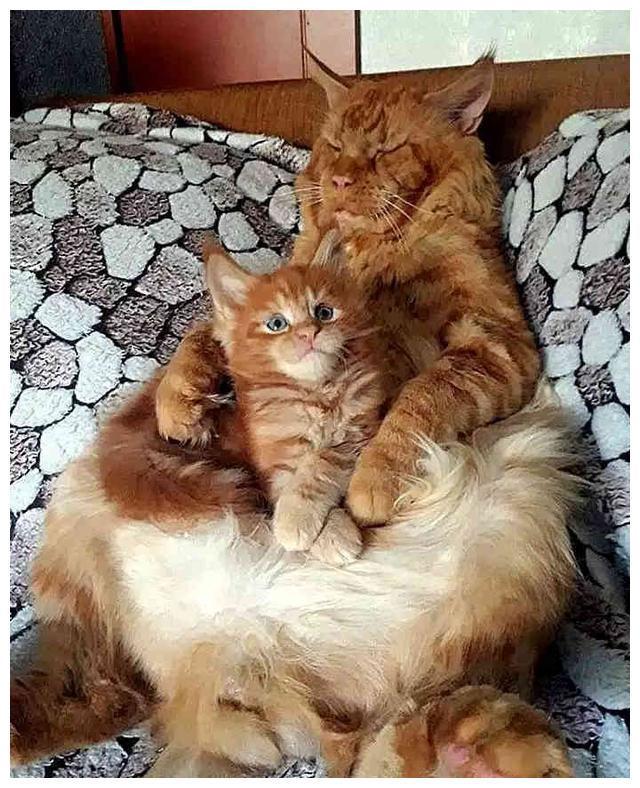 社会橘猫老来得子,父子画风奇特,网友:怕了,不敢撸(图4)