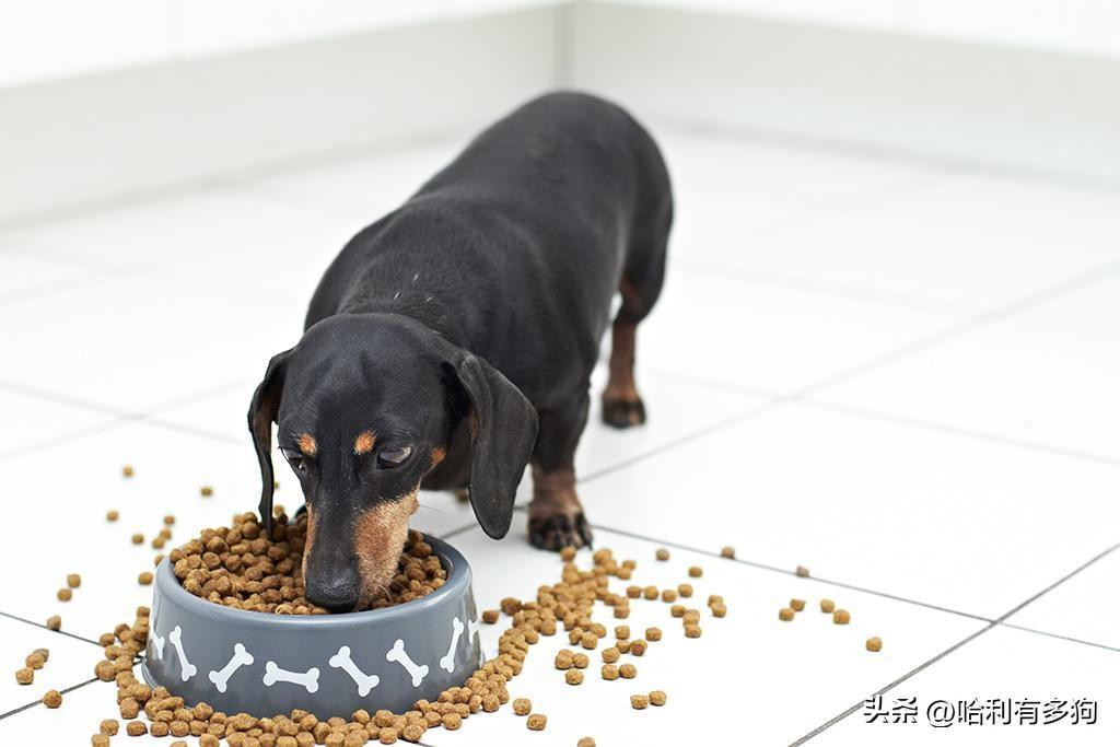 狗狗夜里不睡觉老转悠怎么回事?(狗夜里不睡觉老转悠咋回事是不是有不干净的东西)(图3)