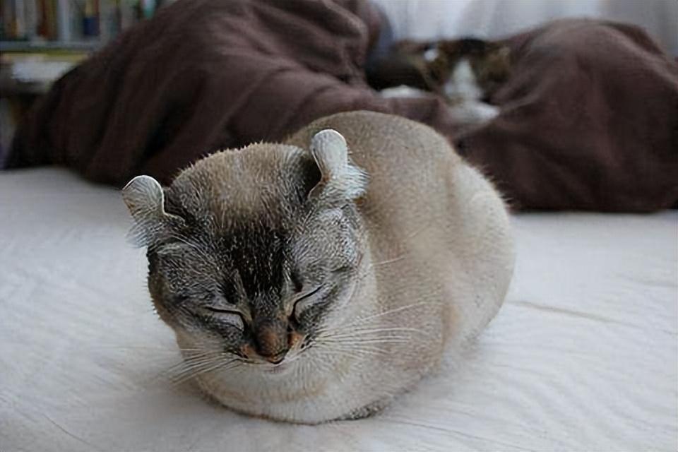 猫咪其实是很“怕冷”的,分享这些保暖技巧,很实用!(图3)