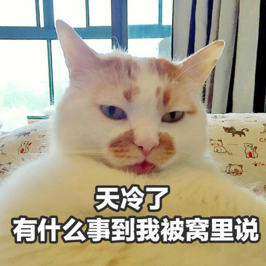 猫咪其实是很“怕冷”的,分享这些保暖技巧,很实用!(图2)