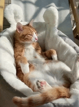 猫咪其实是很“怕冷”的,分享这些保暖技巧,很实用!(图6)