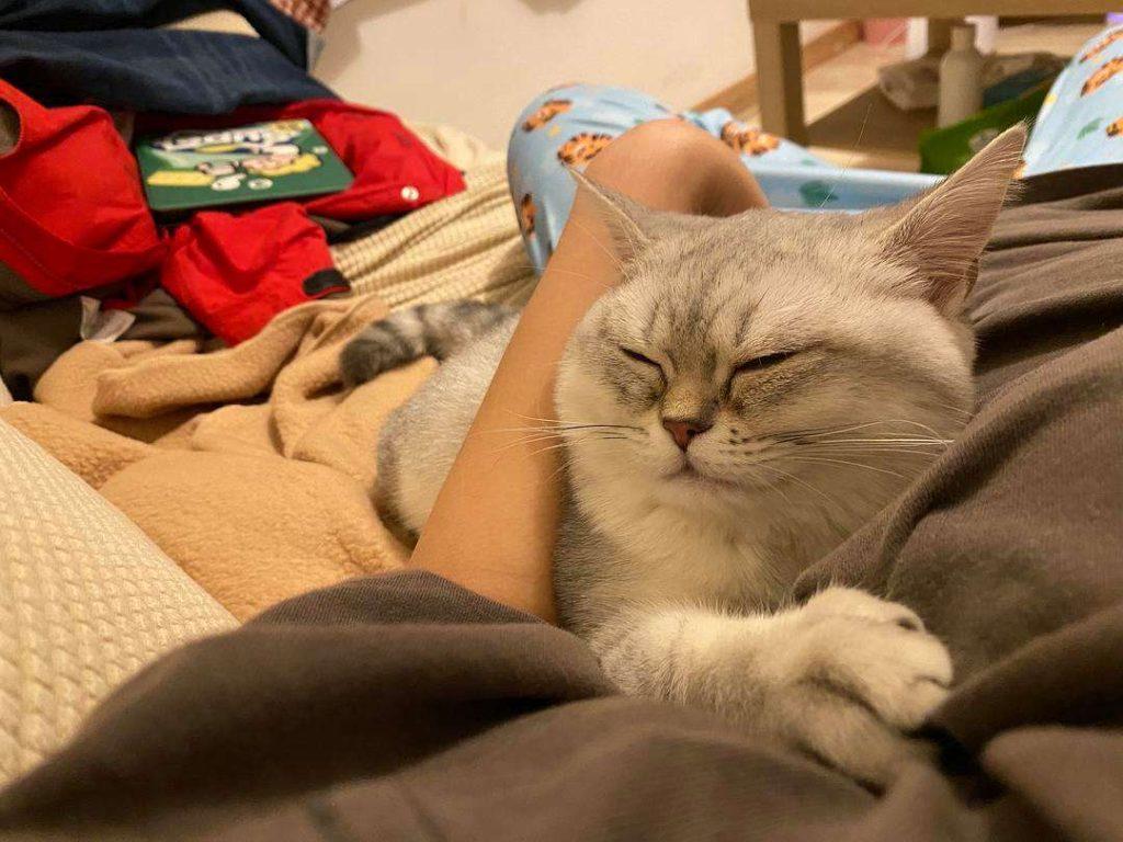 猫咪其实是很“怕冷”的,分享这些保暖技巧,很实用!(图9)