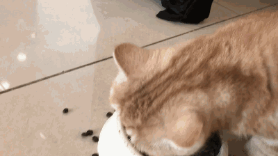 猫咪其实是很“怕冷”的,分享这些保暖技巧,很实用!(图10)