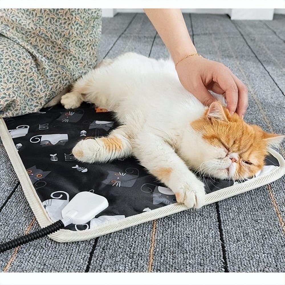 猫咪其实是很“怕冷”的,分享这些保暖技巧,很实用!(图11)