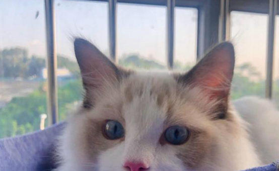 土豪教你如何科学养猫!网友不淡定了,没想到……(图1)