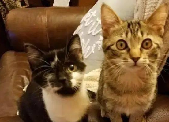 被撞伤的小猫惧怕人,独眼猫咪帮它重获勇气(图2)