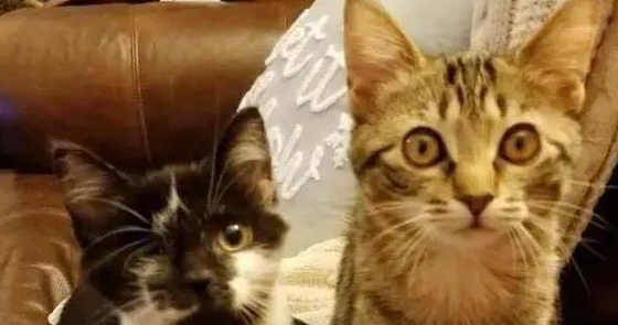 被撞伤的小猫惧怕人,独眼猫咪帮它重获勇气(图1)