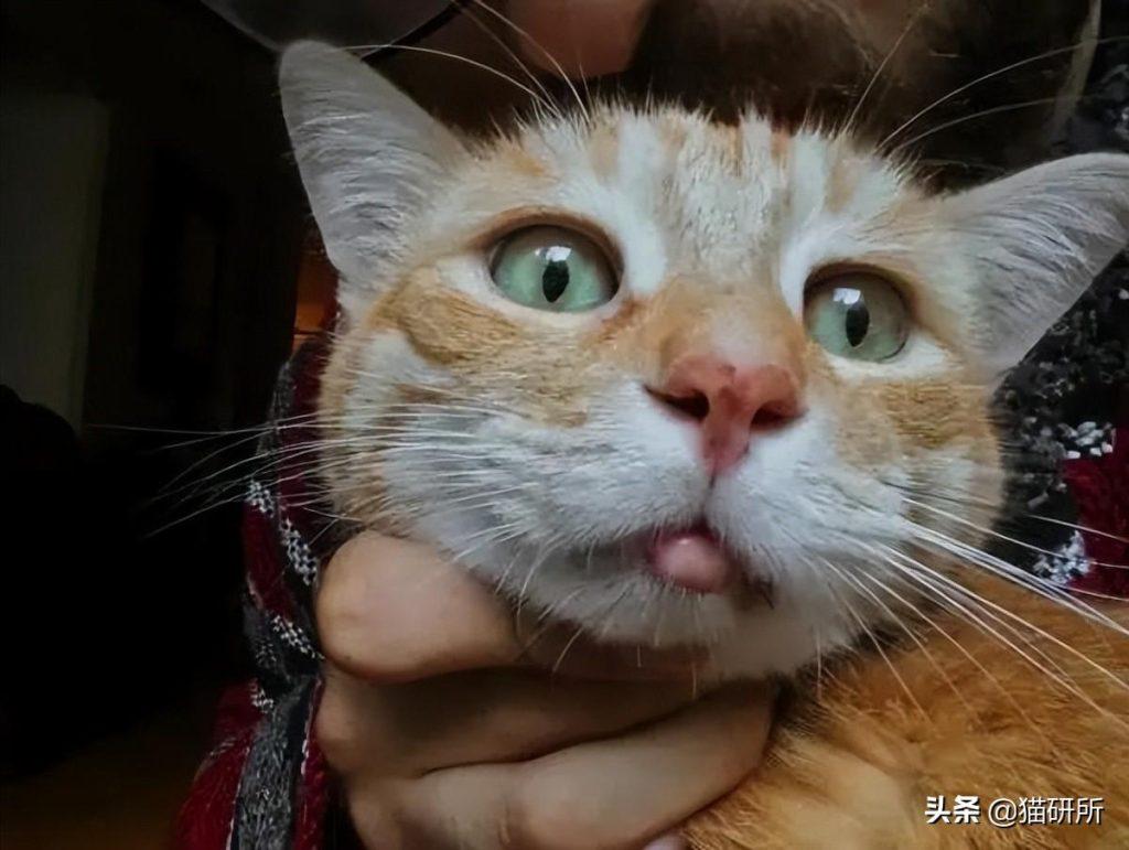 猫咪嘴巴突然肿了怎么办?是什么原因导致的猫咪“香肠嘴”?(图1)