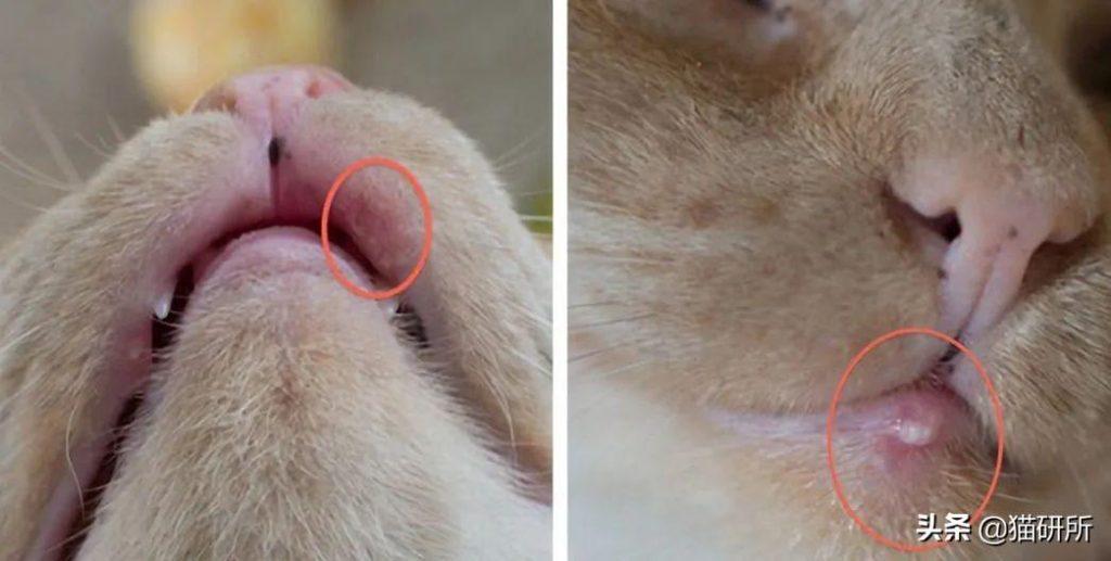 猫咪嘴巴突然肿了怎么办?是什么原因导致的猫咪“香肠嘴”?(图3)