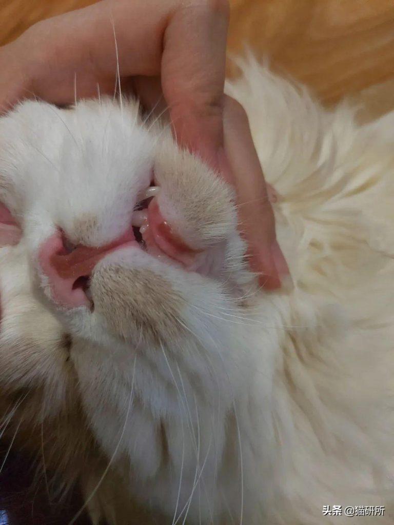 猫咪嘴巴突然肿了怎么办?是什么原因导致的猫咪“香肠嘴”?(图4)