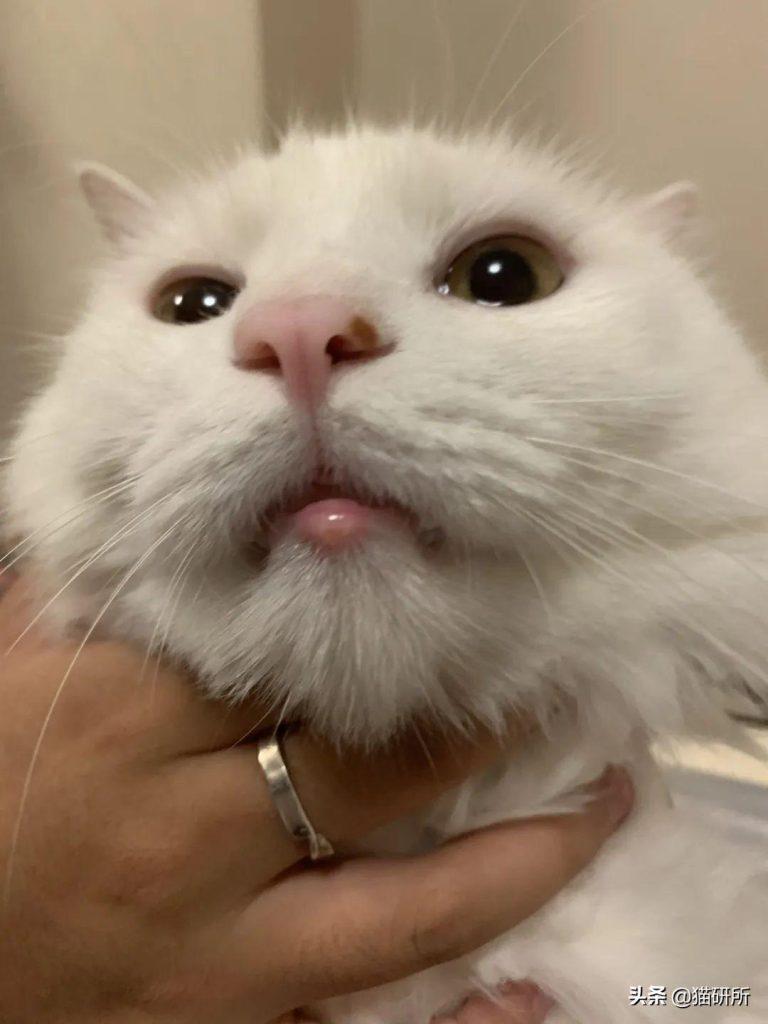猫咪嘴巴突然肿了怎么办?是什么原因导致的猫咪“香肠嘴”?(图5)